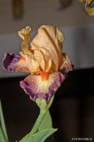 Iris0036.jpg