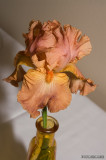 Iris0043.jpg