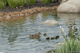 Mallard-Family-0014.jpg