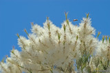 Juniper-flowers-0056.jpg