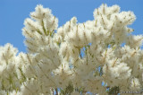 Juniper-flowers-0058.jpg