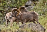 Big Horn Sheeps