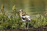 Avocet