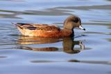 American Wigeon