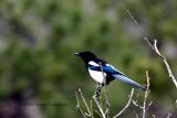 Magpie