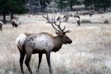 Bull Elk