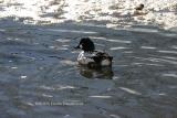 Barrows Goldeneye (male)