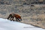 Backyard visitor - Red Fox