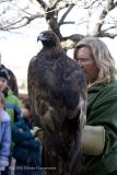 Golden Eagle  & handler