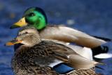 Mallard pair