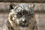 Snow Leopard