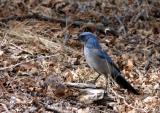 Scrub Jay (w/ sound)