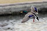 Mallard flight