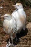 Cattle Egrets