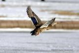 Mallard Hen flight