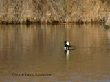 Hooded Merganser