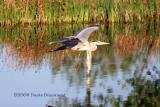 Blue Heron flight