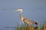 Blue Heron Hunting