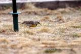 Meadowlark in my backyard