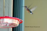 Broad-tailed Hummingbird (w/sound)