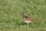 Killdeer