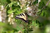 West tiger swallow tail butterfly