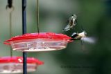 Hummingbirds