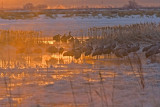 Sandhill Cranes