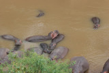 More Hippos