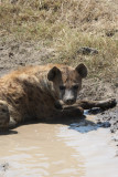 Hyena cooling off