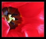 Tulip (9).jpg