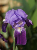 Bearded Iris