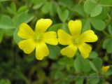 Yellow wood sorrel