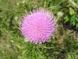 Thistle