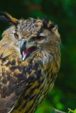 Eagle Owl