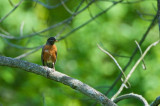 American Robin - Wisconsin