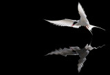 Artic Tern