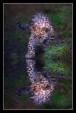 Leopard Cub Tentative Steps