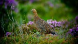 Moorland Grouse