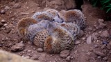 A Huddle of Meercats - Simples!!