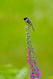 Stone Chat