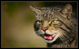 Scottish Wild Cats -Small in Stature but Big in Heart!
