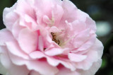 pink rose