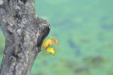 autumn in July