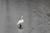 walking on water