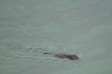 muskrat