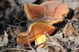 mushroom
