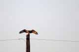 air dry