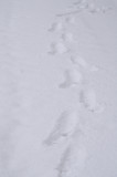 following me