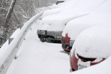 cold noses